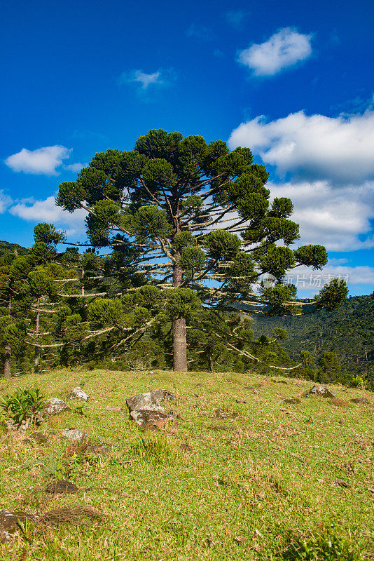 Urubici, Santa Catarina，巴西- araucarias，田野和山脉